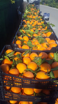 5 kg Tafelorangen | Noelia Orangen aus Spanien naturbelassen | direkt vom Erzeuger