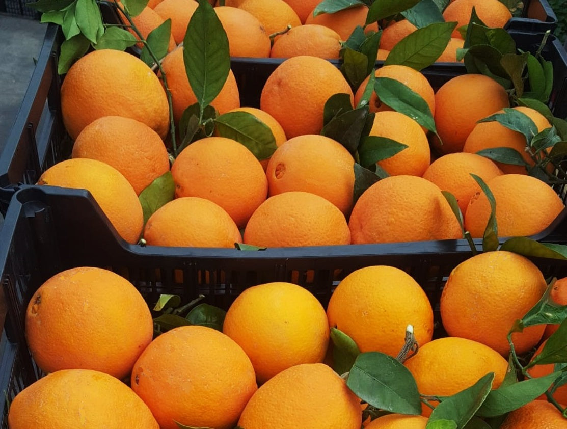 5 kg Tafelorangen | Noelia Orangen aus Spanien naturbelassen | direkt vom Erzeuger
